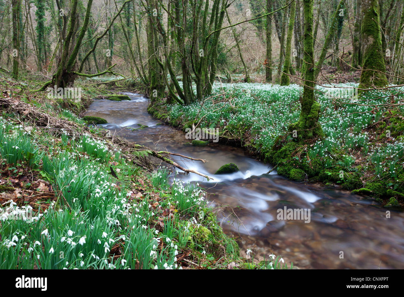 Snowdrops (Galanthus) fioritura in Nord Hawkwell legno, altrimenti noto come Snowdrop Valley, Exmoor Foto Stock
