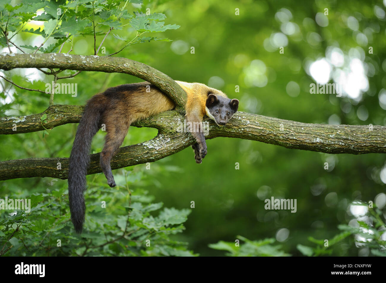 Giallo-throated martora, Kharza (Martes flavigula), giacente su di un ramo lazyly Foto Stock