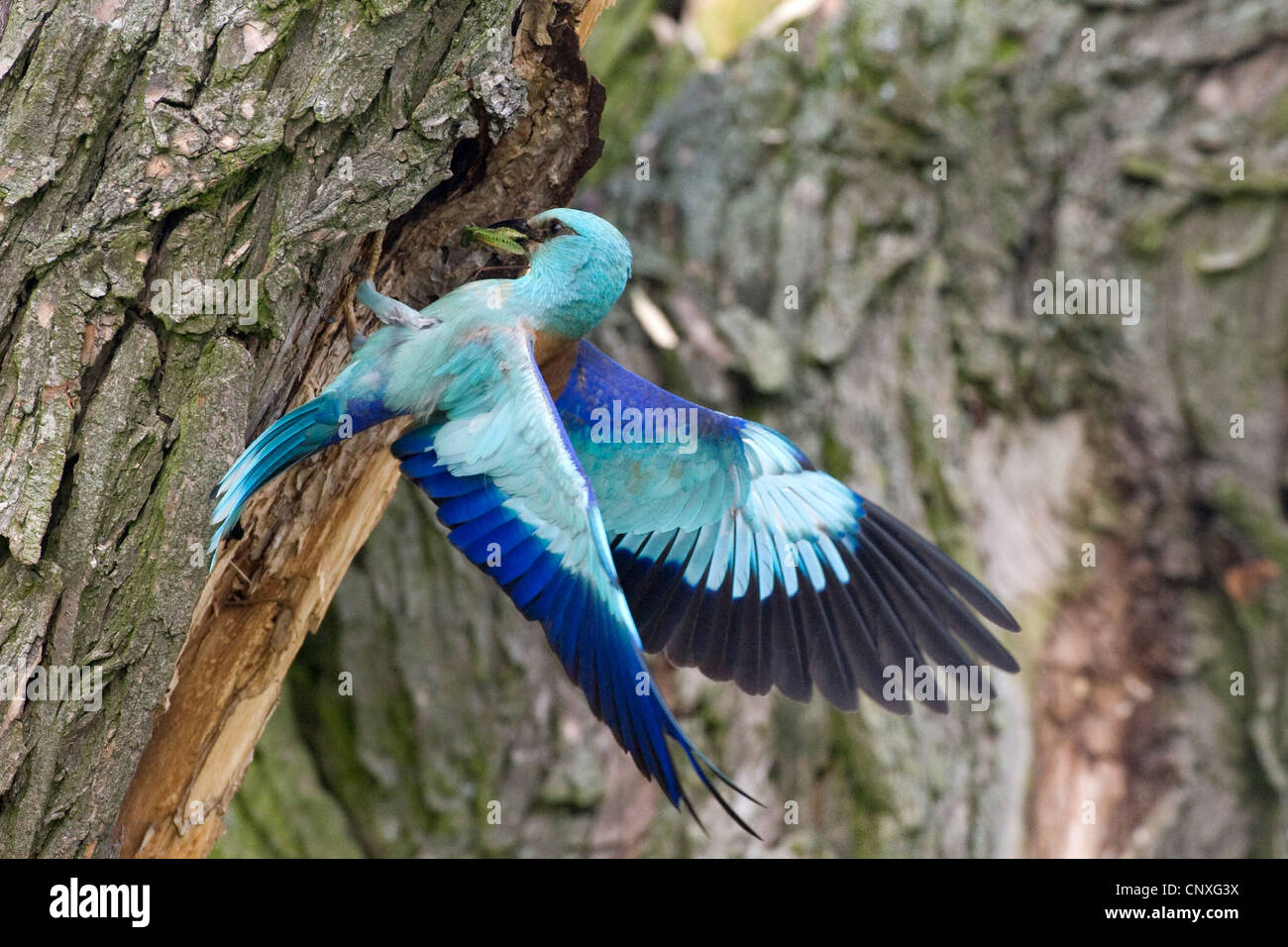 Rullo europea (Coracias garrulus), lo sbarco in corrispondenza del suo foro di nido in un vecchio salice, Polonia, Lomza-Narew, Nowogrod Foto Stock