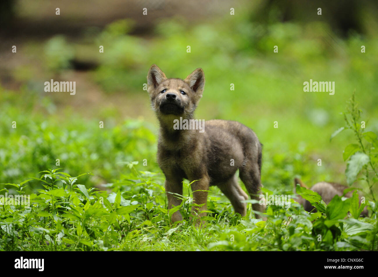 Unione lupo (Canis lupus lupus), cucciolo in piedi in un prato, in Germania, in Baviera, Nationalpark Bayerischer Wald Foto Stock