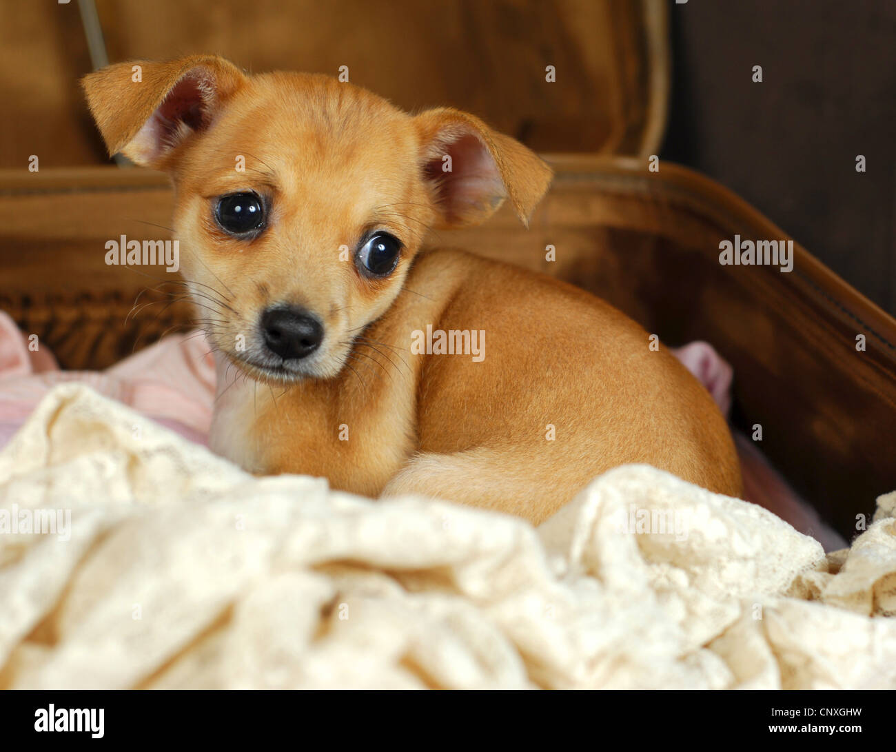 Chihuahua (Canis lupus f. familiaris), cucciolo giacente in valigia Foto Stock