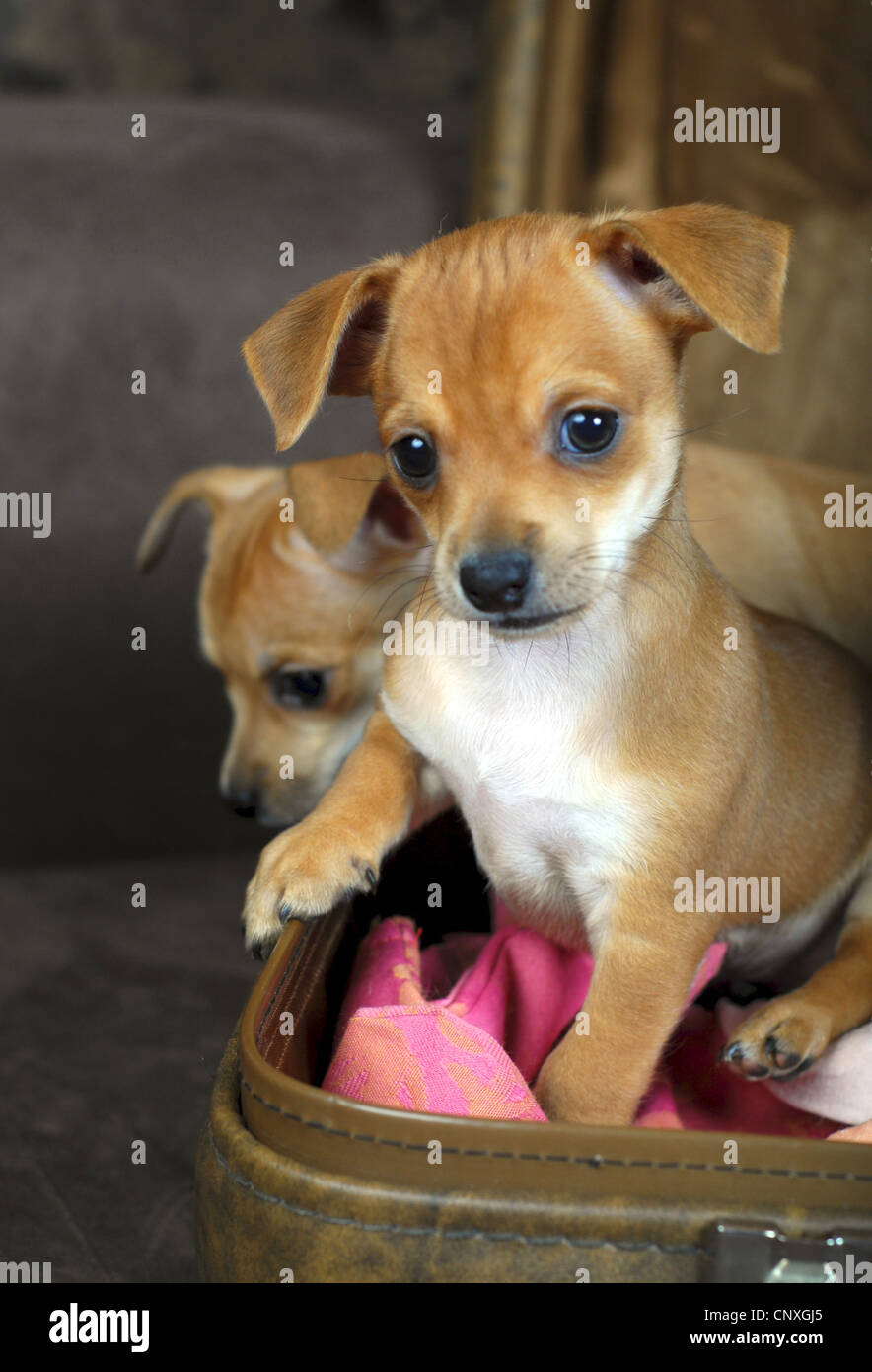 Chihuahua (Canis lupus f. familiaris), due cuccioli in una valigia Foto Stock