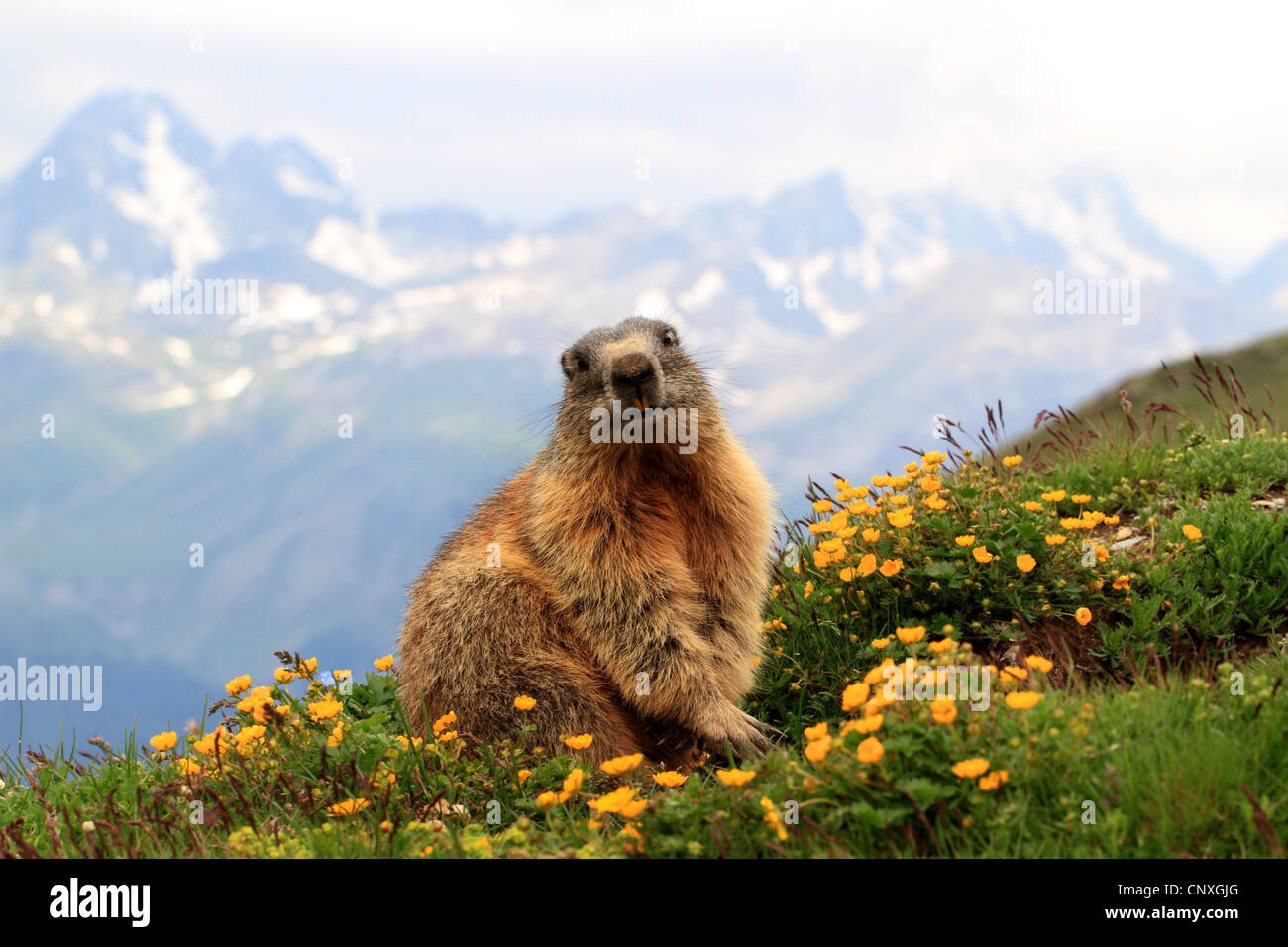 Alpine marmotta (Marmota marmota), in fioritura prato di montagna, Svizzera Engadina, Alp Languard Foto Stock