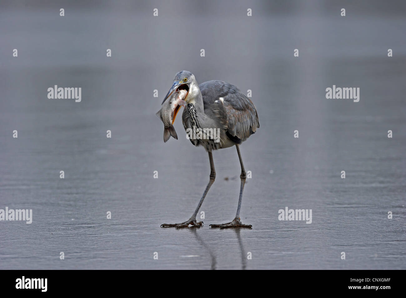 Airone cinerino (Ardea cinerea), con un pesce nel becco su un lago ghiacciato, Ungheria Foto Stock