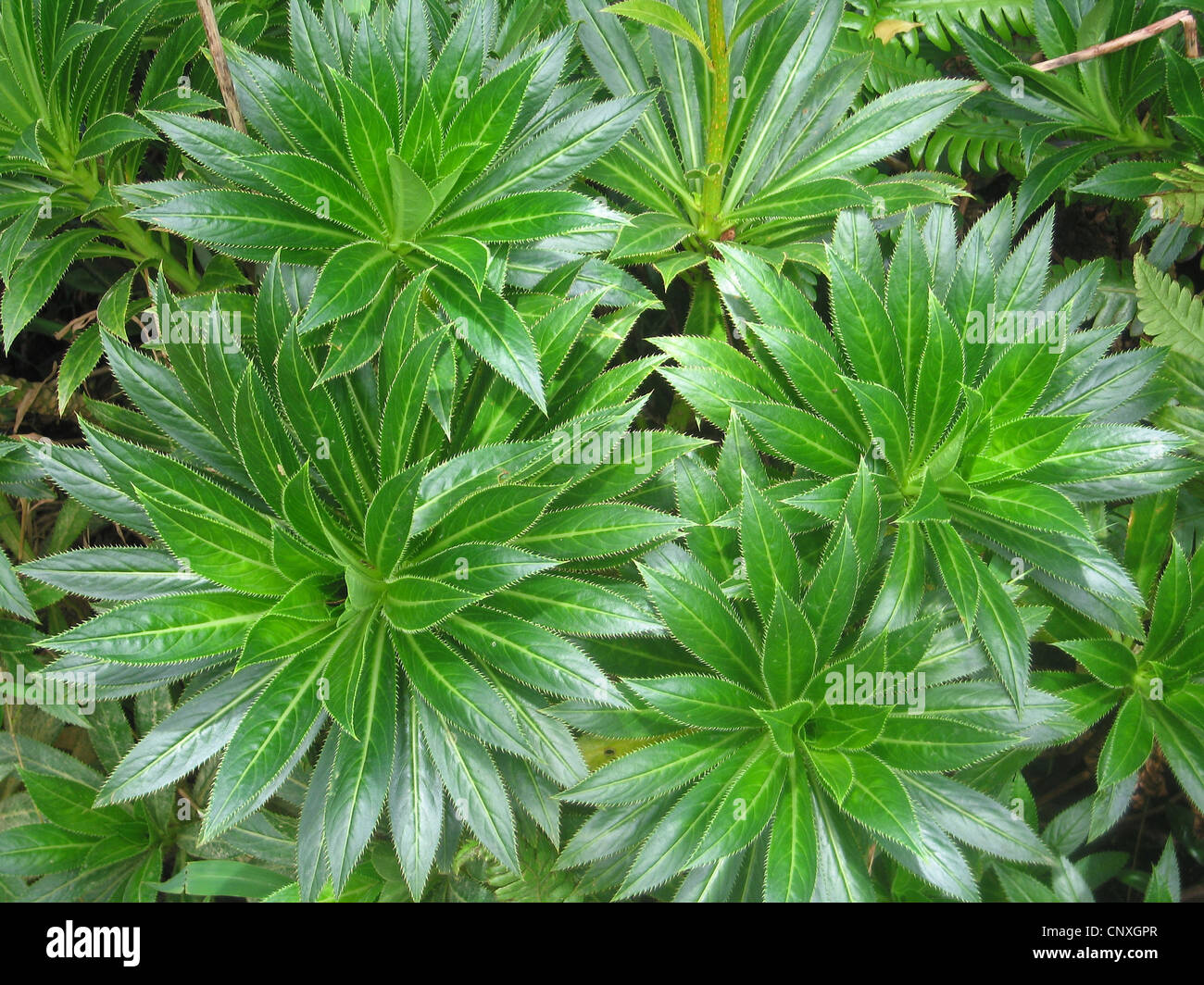 Rosette di foglie verdi di una pianta che cresce in foresta di pioggia di Dominica nel West Indies Foto Stock