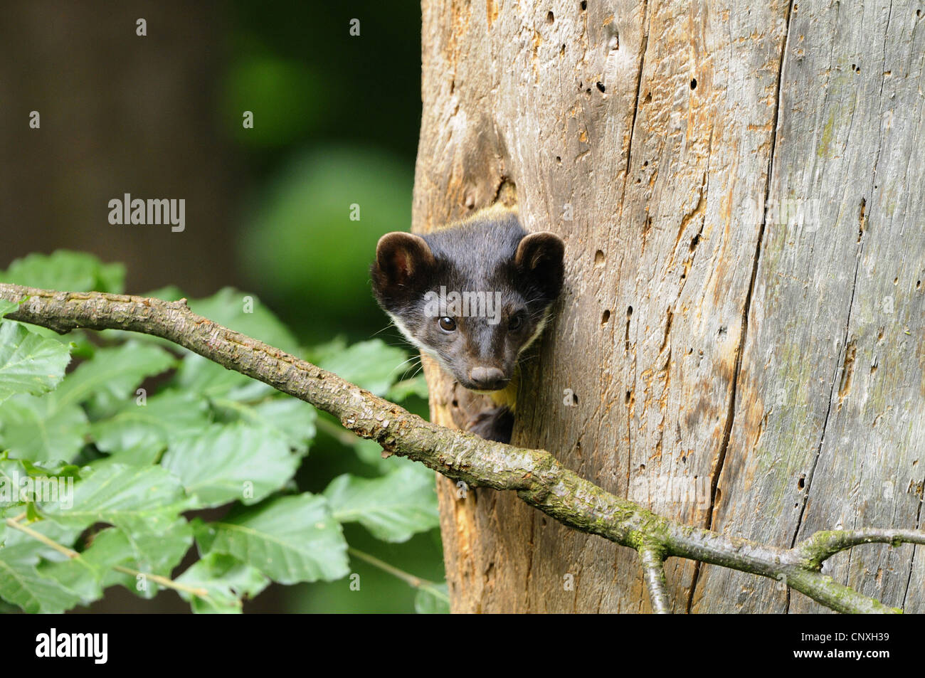 Giallo-throated martora, Kharza (Martes flavigula), pup in corrispondenza della sua intera struttura Foto Stock