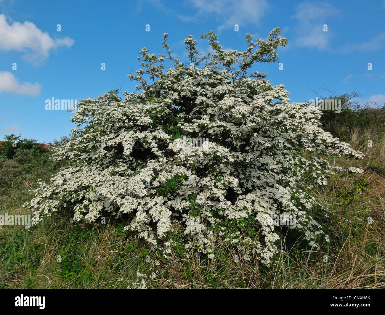 Biancospino, Bianco thorn, biancospino (Crataegus spec.), fioritura biancospino, Germania, Bassa Sassonia, Juist Foto Stock