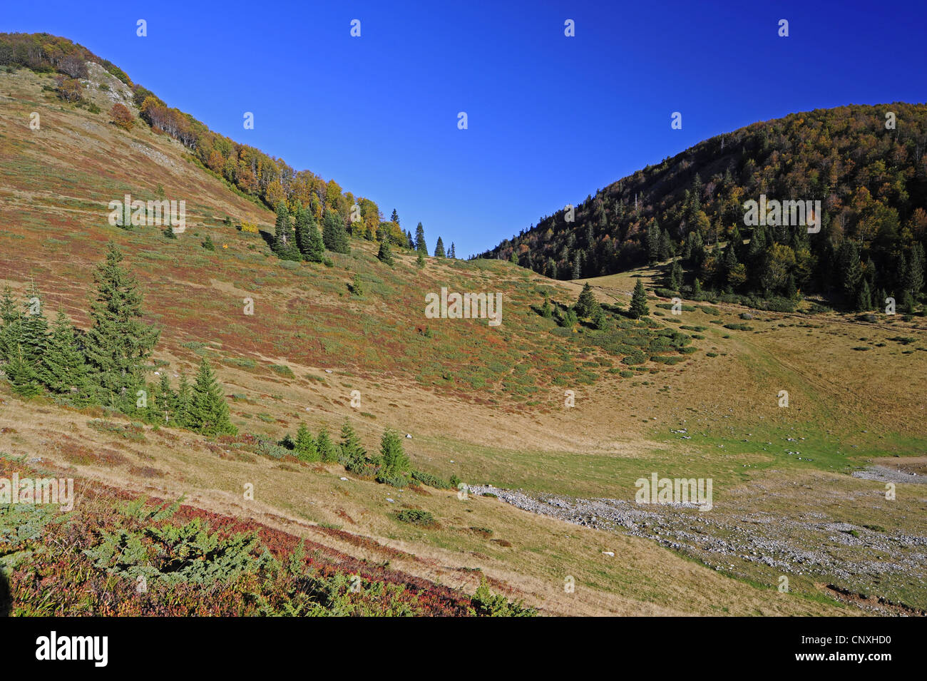 Regione montagnosa di Biogradska Gora, Montenegro, Nationalpark Biogradska Gora Foto Stock