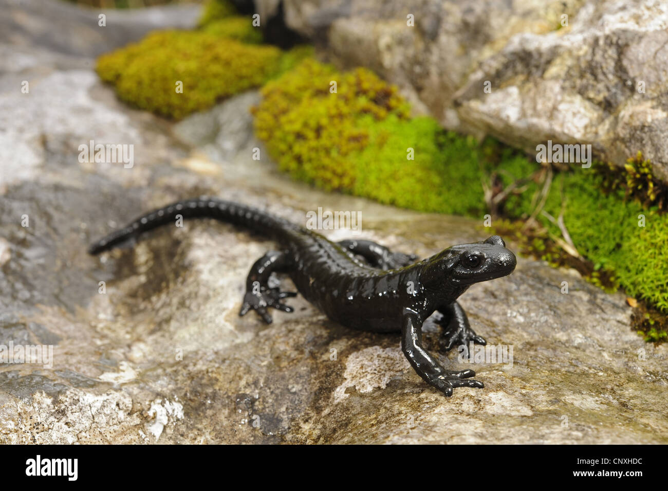 Salamandra alpina, alpino europeo (Salamandra salamandra atra), seduta su una roccia, Montenegro, Prokletije Foto Stock