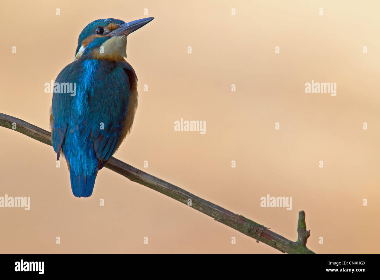 Fiume kingfisher (Alcedo atthis), maschio di una filiale in Germania, in Sassonia, Oberlausitz Foto Stock