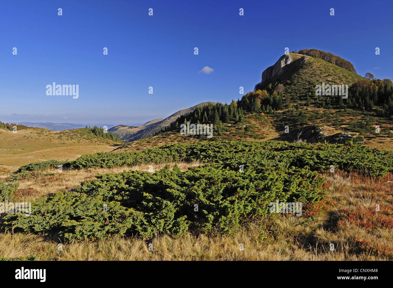 Pianura elevata con prati e bosco in autunno colori, Montenegro, Biogradska Gora Parco Nazionale Foto Stock