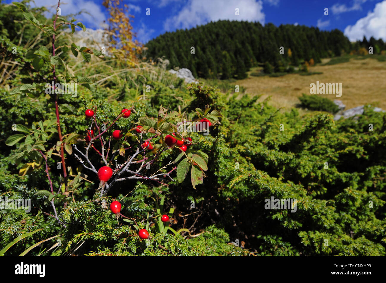 Cinorrodi davanti al panorama di montagna, Montenegro, Biogradska Gora Parco Nazionale Foto Stock