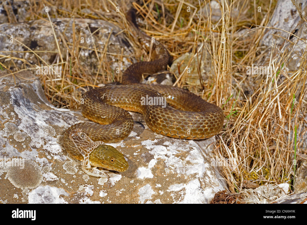 Biscia tassellata (Natrix tessellata), spellatura singoli, Montenegro, il Lago di Scutari Foto Stock