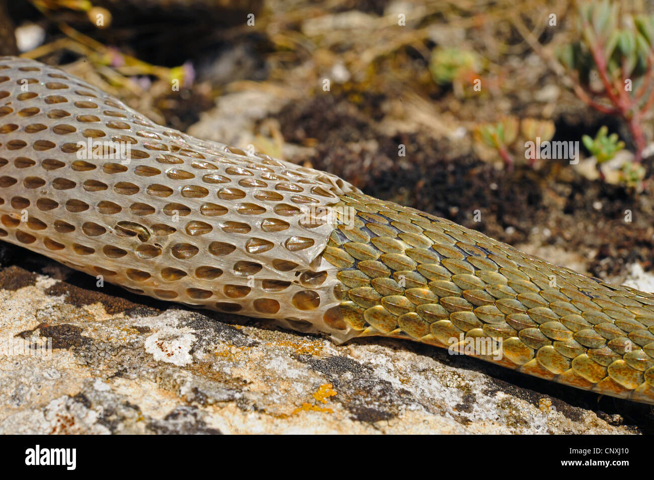 Biscia tassellata (Natrix tessellata), ripresa macro di un individuo di spellatura, Montenegro, il Lago di Scutari Foto Stock