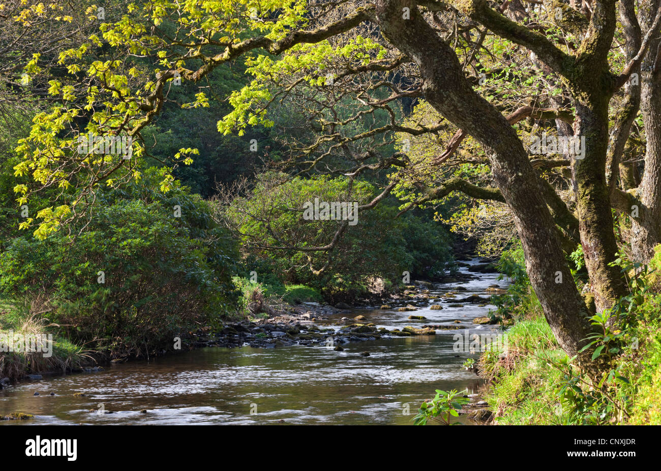 Il fogliame di primavera sulle rive del Badgworthy acqua nella valle Doone, Exmoor, Somerset, Inghilterra. Molla (maggio) 2011. Foto Stock
