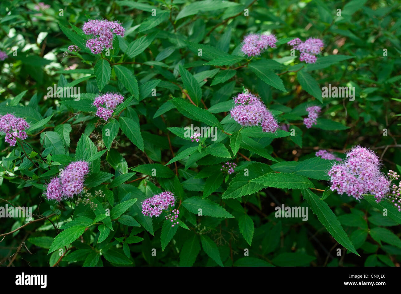 Shiny-leaf olmaria, lucido-leaf spiraea (Spiraea betulifolia), fioritura Foto Stock