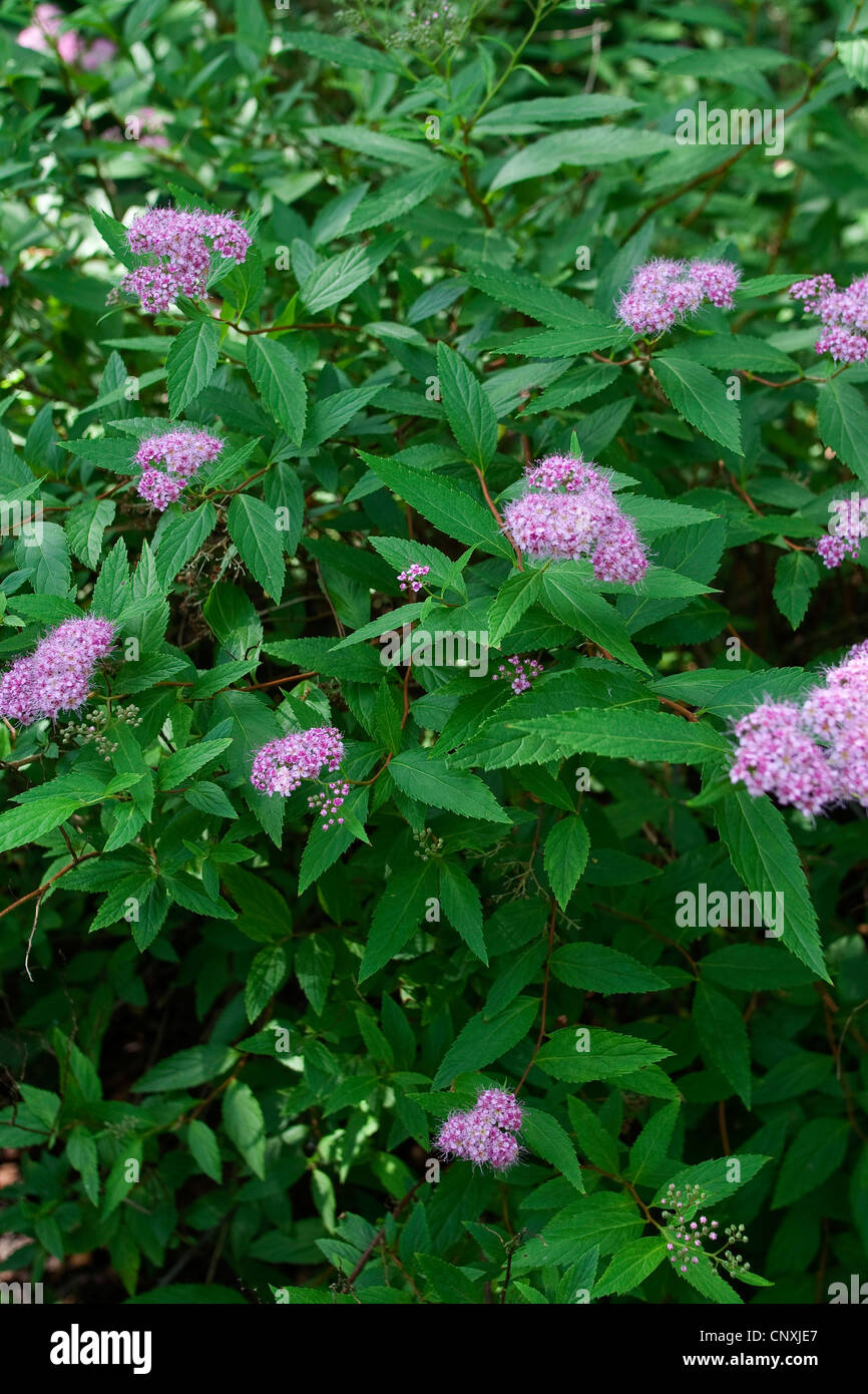 Shiny-leaf olmaria, lucido-leaf spiraea (Spiraea betulifolia), fioritura Foto Stock