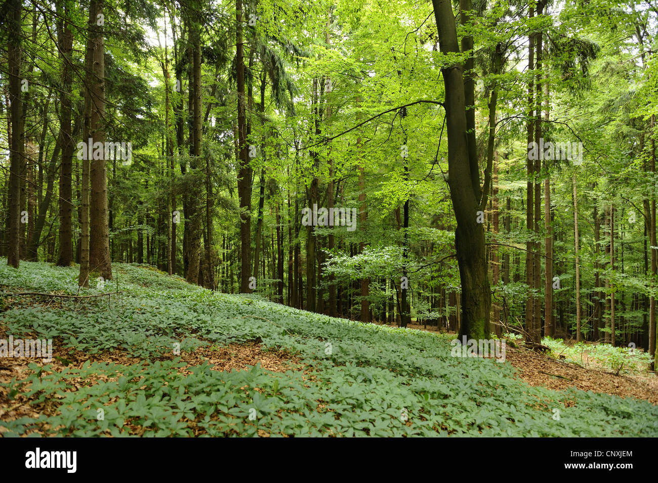 Cani di mercurio (Mercurialis perennis), in un bosco misto, in Germania, in Baviera, il Palatinato Superiore Foto Stock