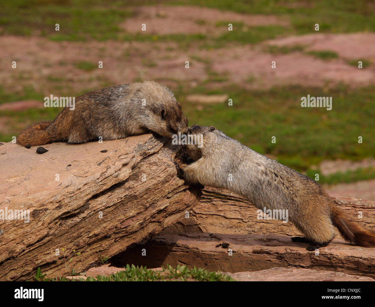 Annoso marmotta (Marmota caligata), due animali nella prateria sulle rocce scherzosamente combattimenti, STATI UNITI D'AMERICA, Montana, ghiacciaio Natioanl Park Foto Stock