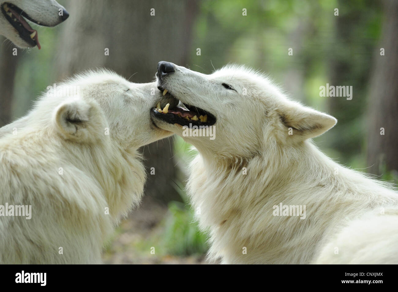 Arctic Wolf, tundra lupo (Canis lupus albus, Canis lupus arctos), teneramente mordere Foto Stock