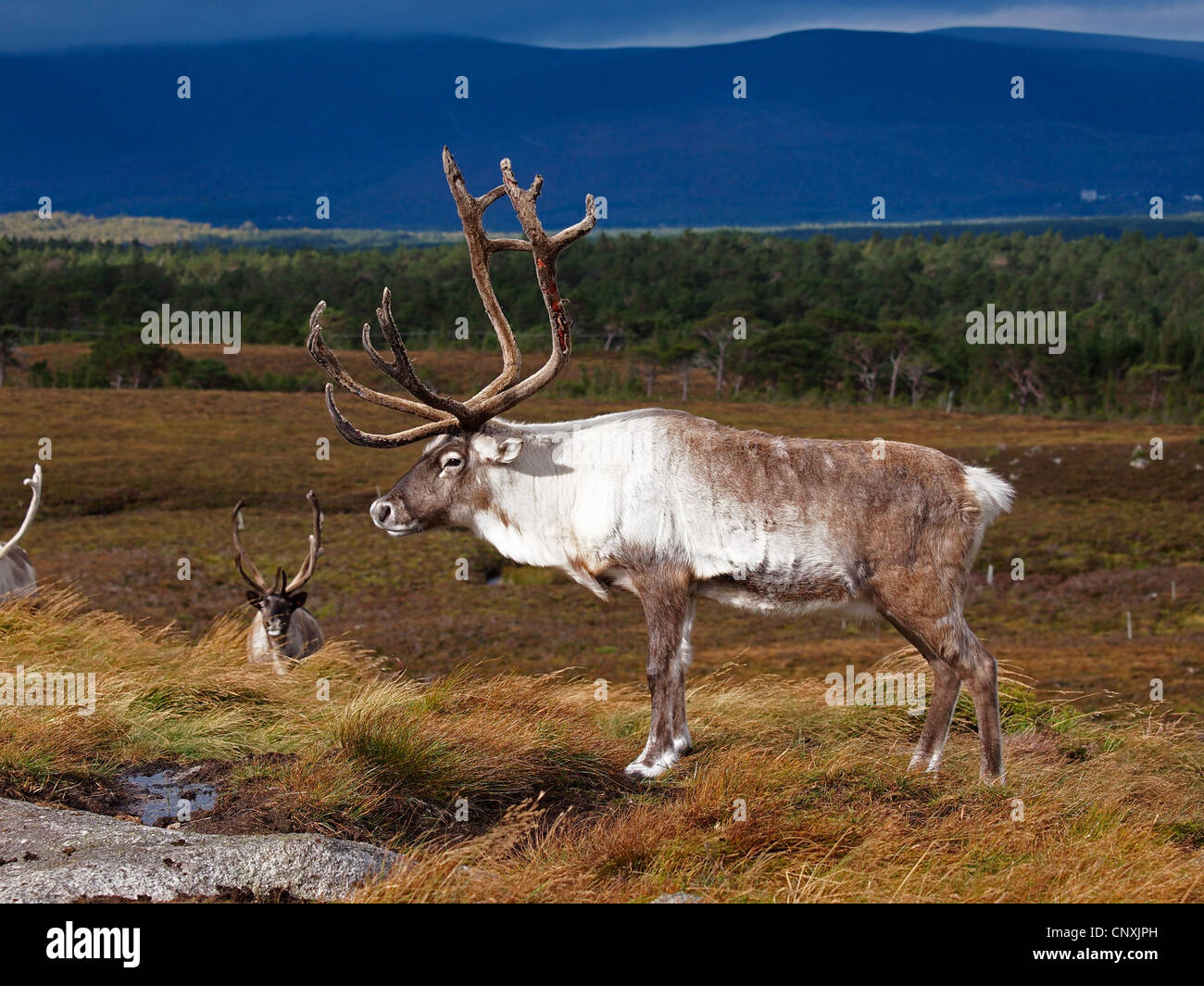 Renne europea, europeo Caribou Coffee Company (Rangifer tarandus tarandus), due maschi in una heath, Regno Unito, Scozia, Cairngorms National Park Foto Stock