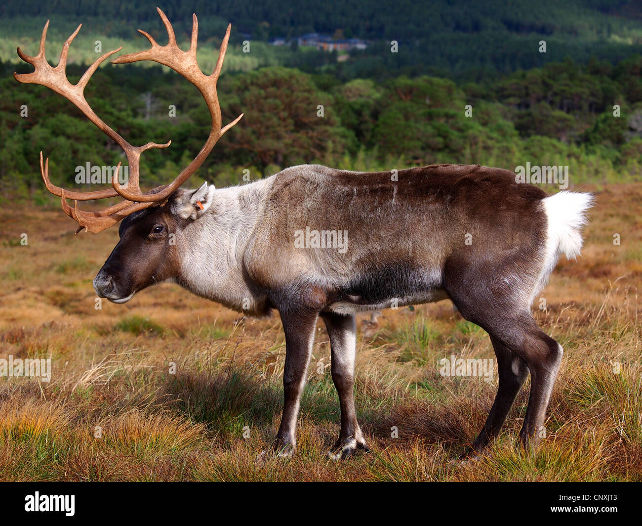 Renne europea, europeo Caribou Coffee Company (Rangifer tarandus tarandus), maschio in piedi in un heath, Regno Unito, Scozia, Cairngorms National Park Foto Stock