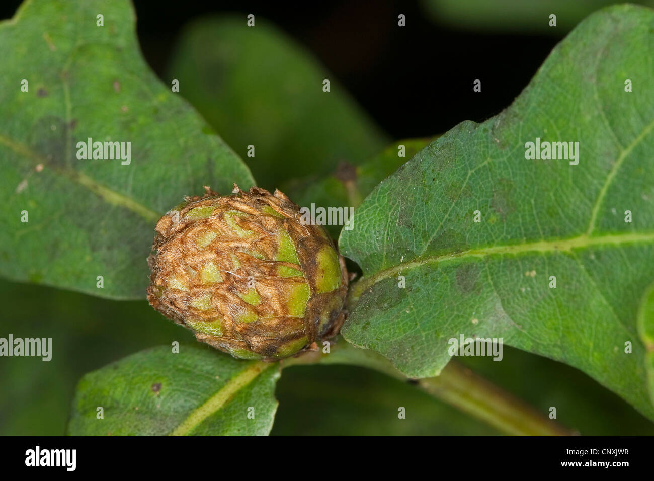 Carciofo gall wasp, larice cono cynipid gall, hop gall wasp ( carciofo fiele) (Andricus fecundator, Andricus foecundatrix), fiele in rovere, Germania Foto Stock