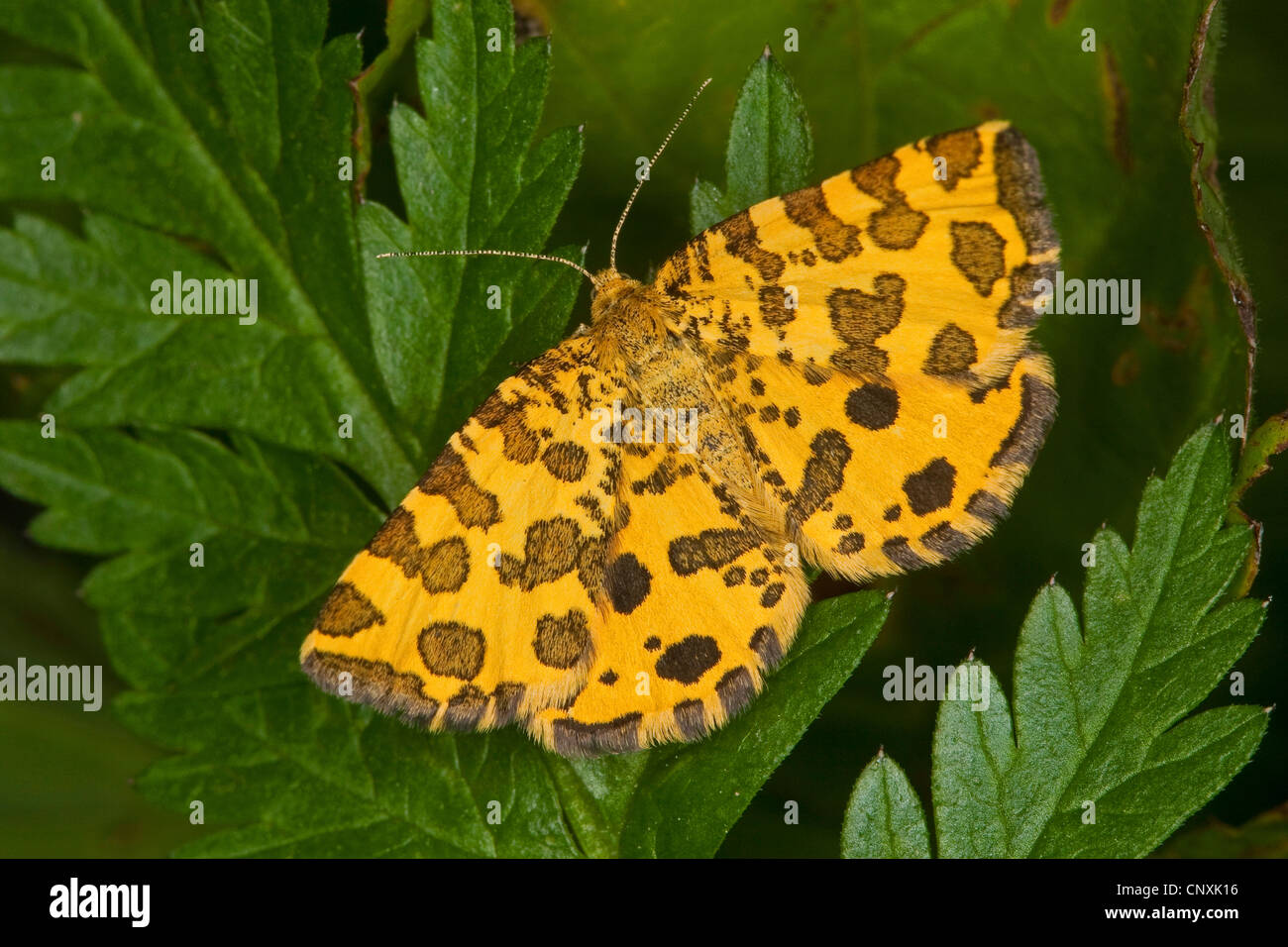 Screziato giallo (Pseudopanthera macularia), seduta su una foglia, Germania Foto Stock