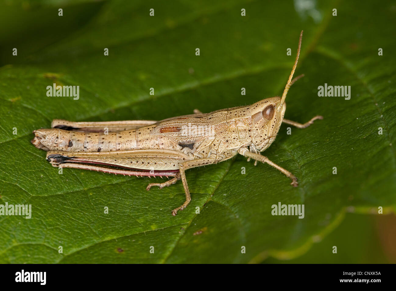 Grande Oro grasshopper (Chrysochraon dispar), femmina seduto su una foglia, Germania Foto Stock