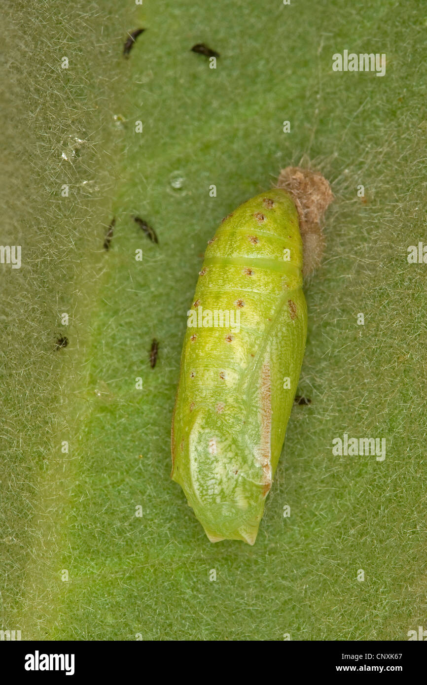 Prato marrone (Maniola jurtina, Epinephele jurtina), pupa ad una foglia, Germania Foto Stock