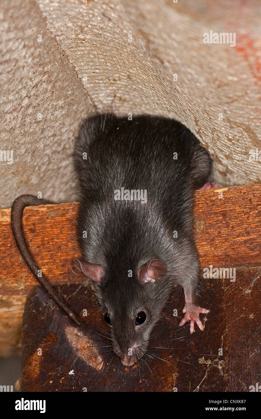Nero, ratto ratto del tetto, casa di ratto, nave di ratto (Rattus rattus), arrampicata in una stalla, Germania Foto Stock