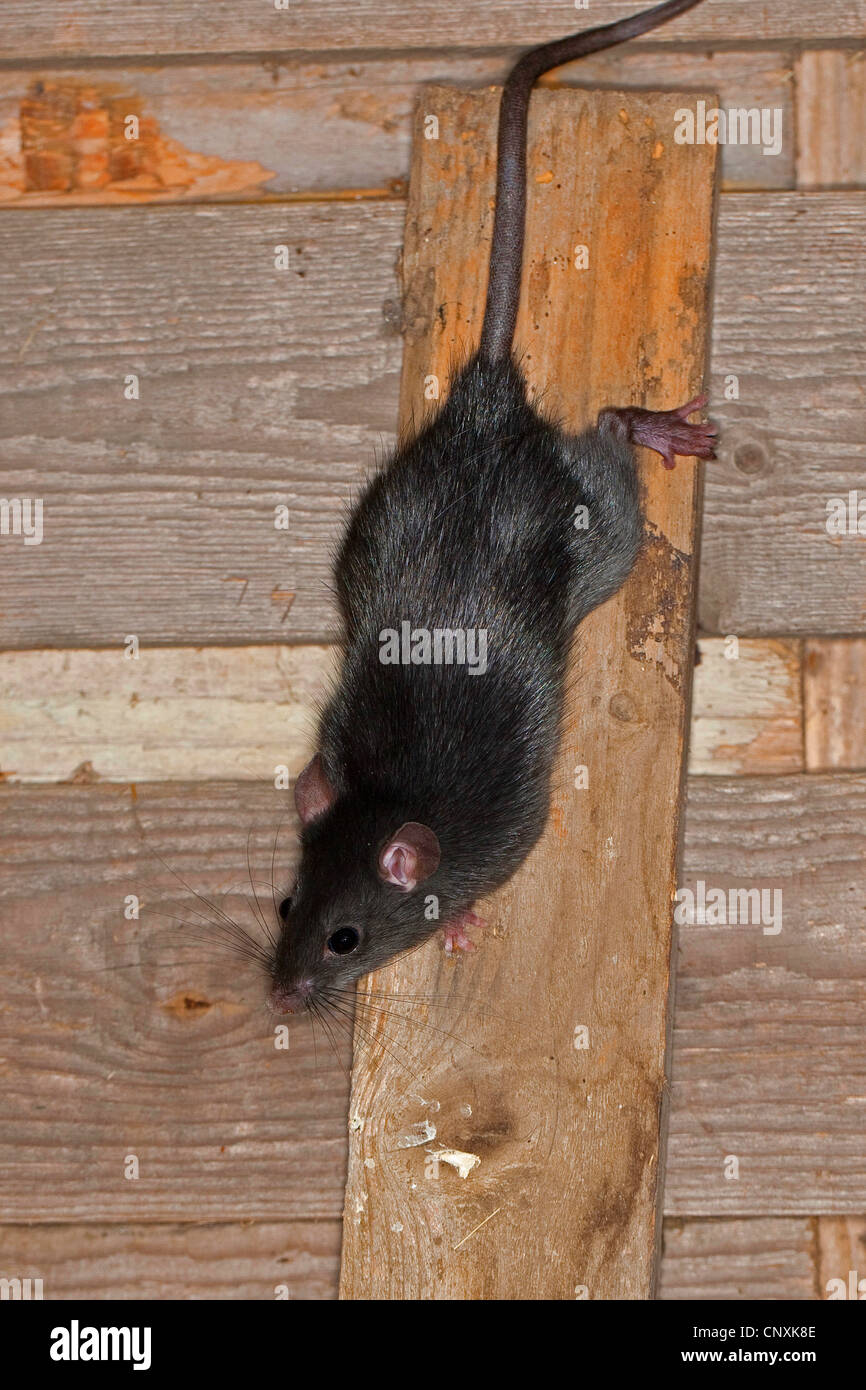 Nero, ratto ratto del tetto, casa di ratto, nave di ratto (Rattus rattus), arrampicata in una stalla, Germania Foto Stock