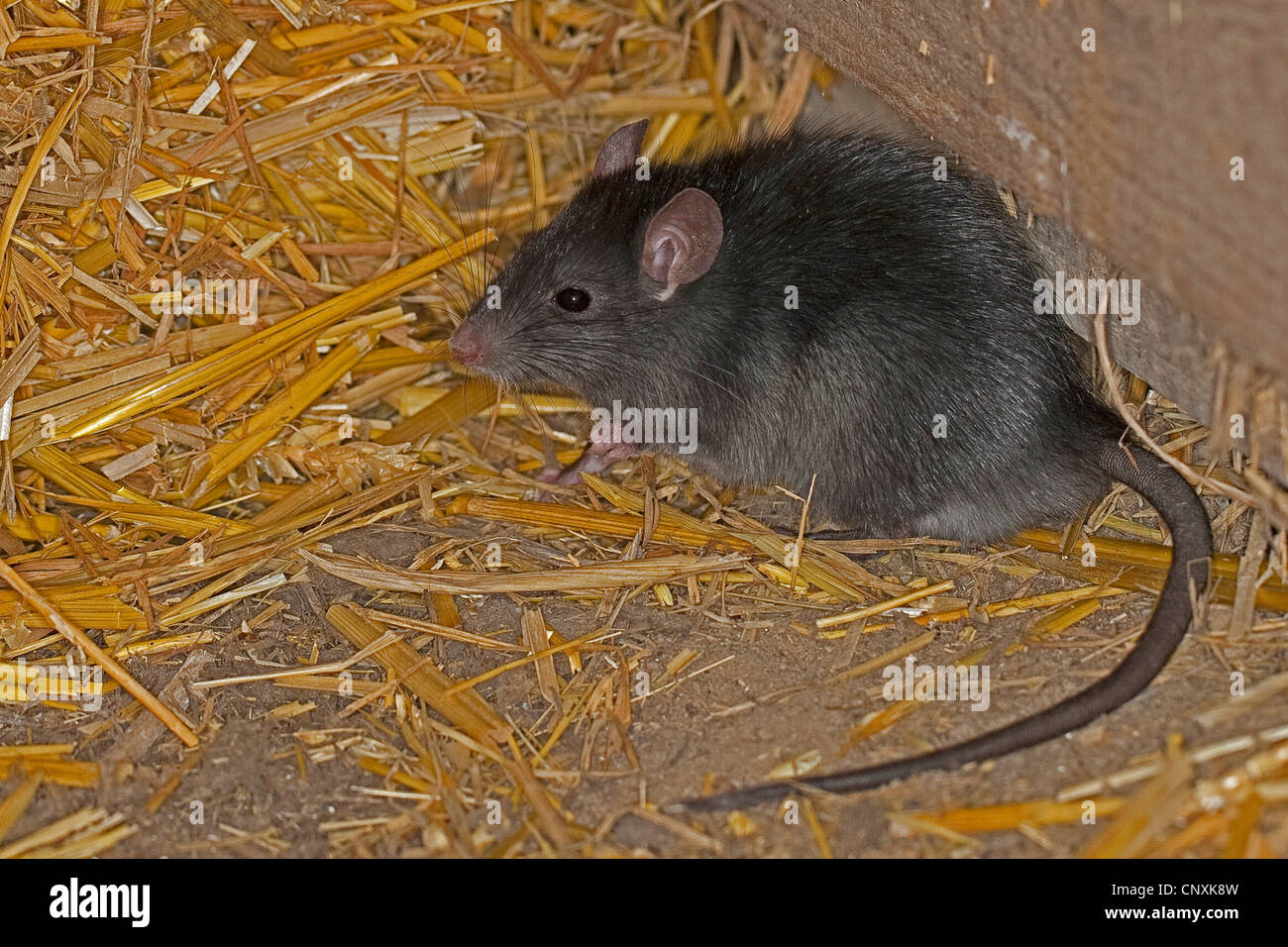Nero, ratto ratto del tetto, casa di ratto, nave di ratto (Rattus rattus), in una stalla con paglia, Germania Foto Stock