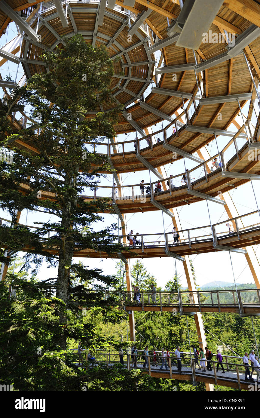 Look-out all'istruzione percorso di foresta Bayerischer Wald costruito intorno al firs, vista interna della cupola con il suo piede a spirale a piedi, in Germania, in Baviera, Nationalpark Bayerischer Wald, Neuschoenau Foto Stock