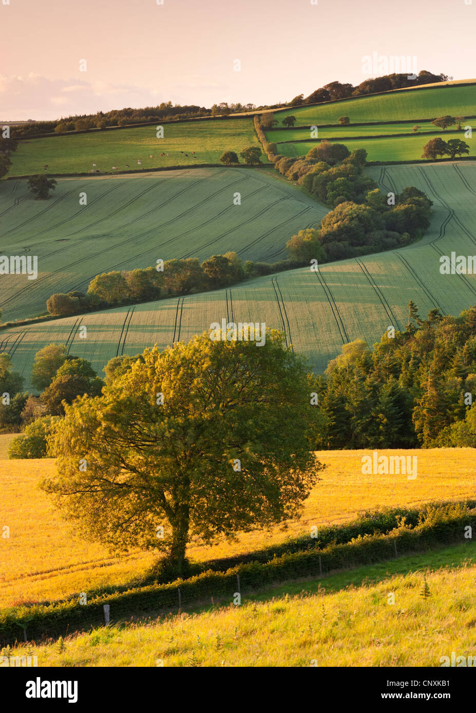Terreni agricoli di rotolamento in estate, Devon, Inghilterra. Per il periodo estivo (Giugno) 2011. Foto Stock