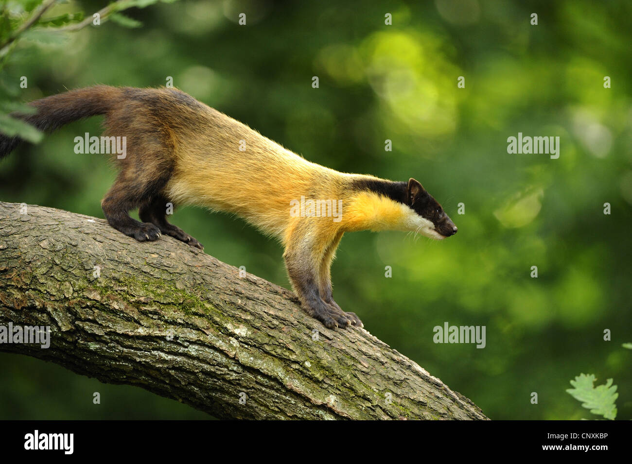 Giallo-throated martora, Kharza (Martes flavigula), in piedi su un tronco di albero Foto Stock