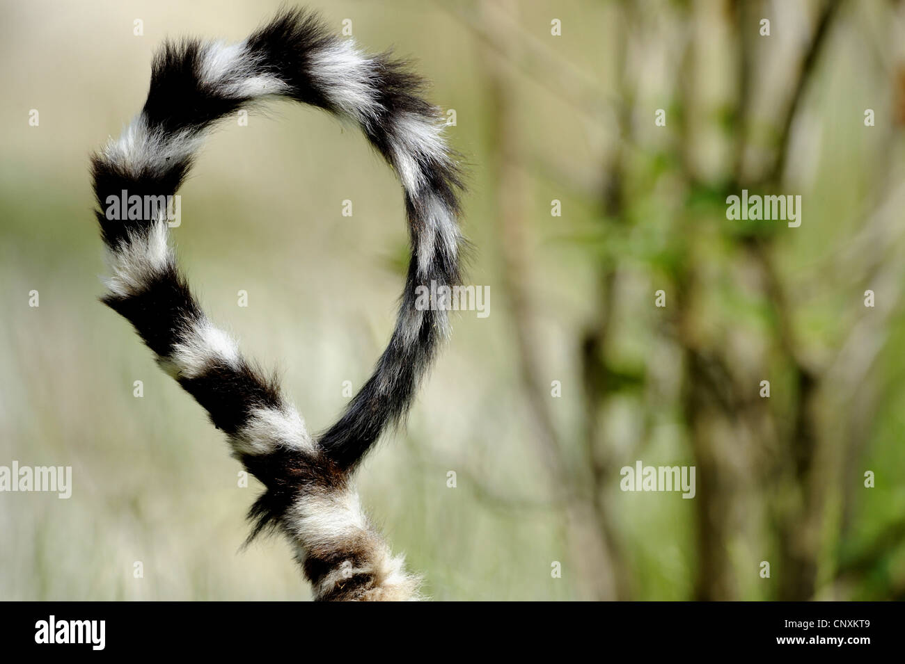 Anello-tailed lemur (Lemur catta), coda a strisce Foto Stock