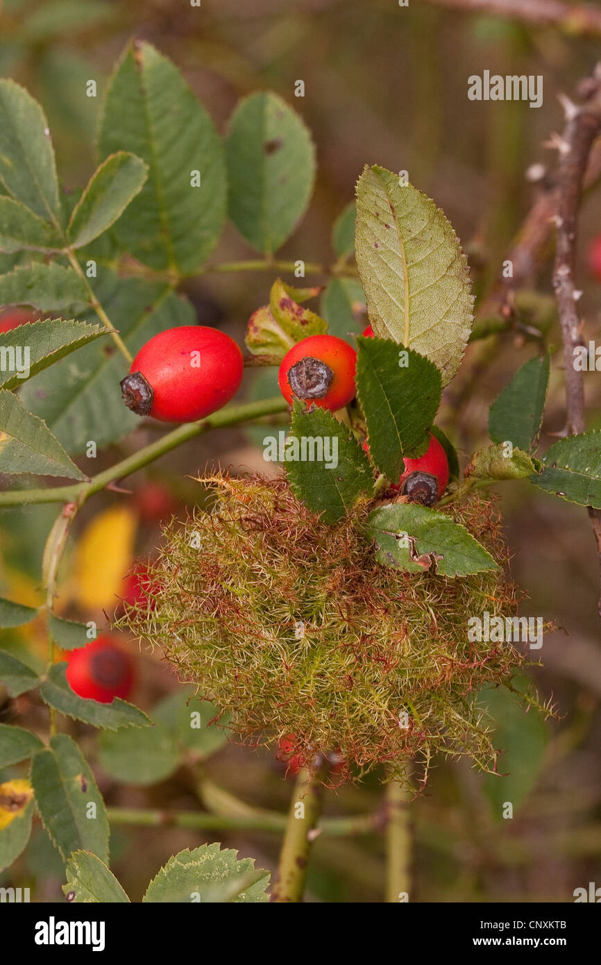 Rosa di muschio gall wasp, bedeguar gall wasp (Diplolepis rosae), rosa galli, Germania Foto Stock