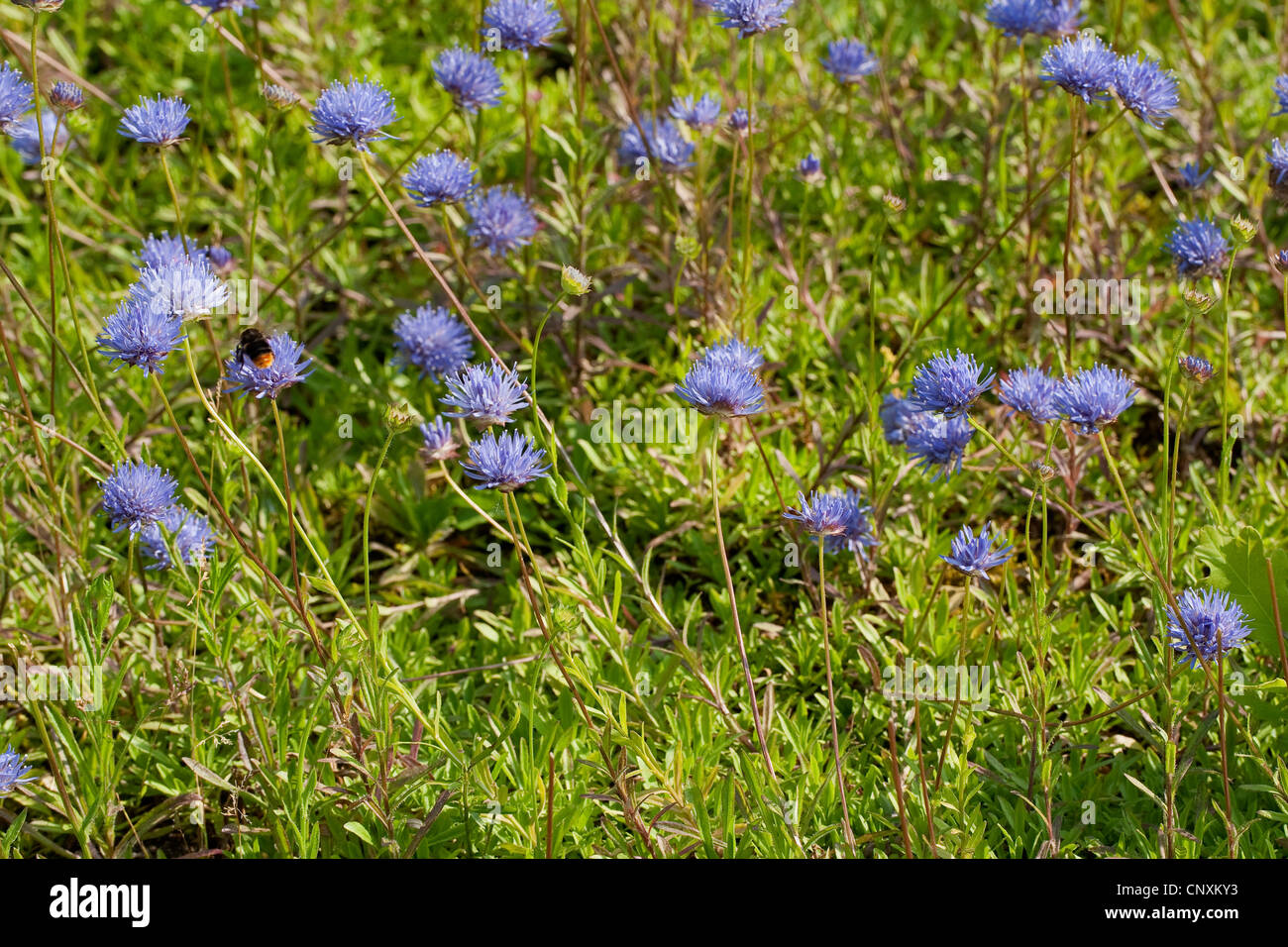 Perenne pecore di bit (Jasione laevis), fioritura, Germania Foto Stock