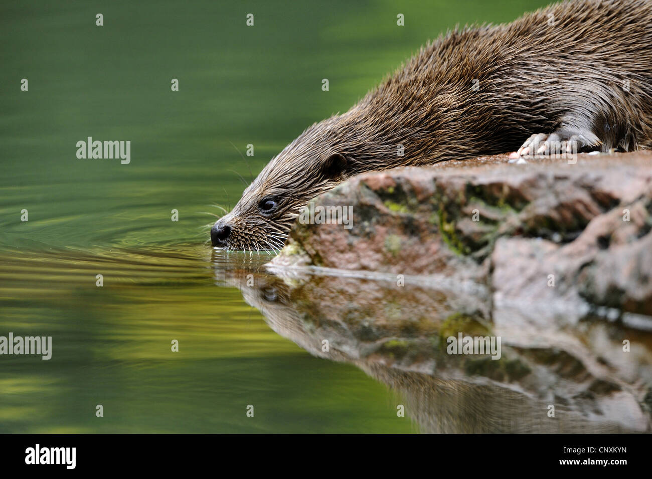 Unione Lontra di fiume, Lontra europea, lontra (Lutra lutra), seduto su di una spiaggia rocciosa di bere da un'acqua, Germania Foto Stock