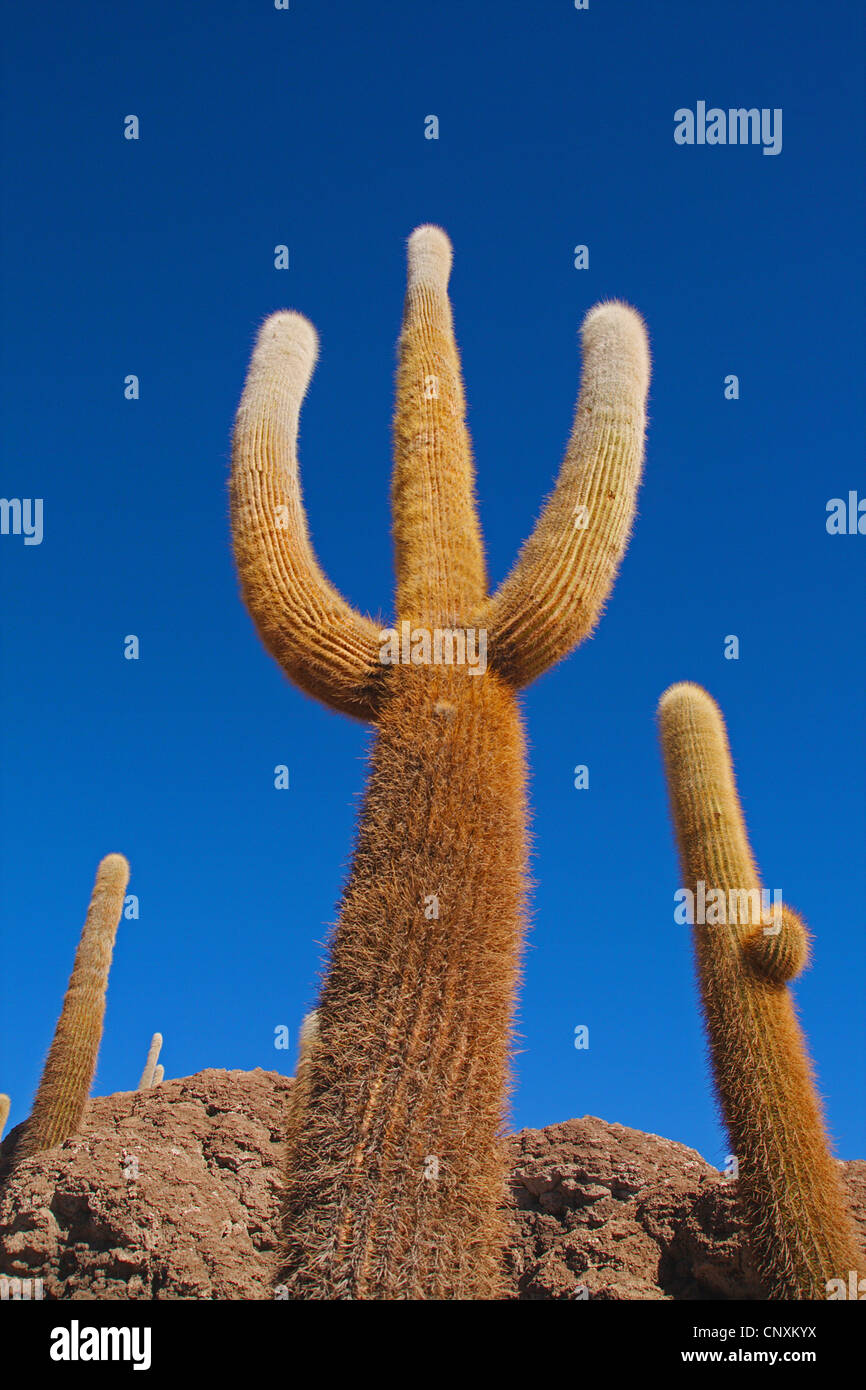 Pasacana catus (Trichocereus pasacana, Helianthocereus pasacana), cacti su Incahuasi isola nel Salar de Uyuni, Bolivia, Ande, Altiplano Foto Stock