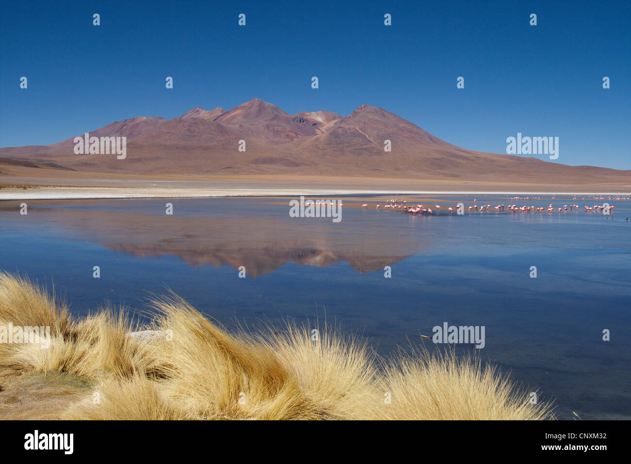 James's Flamingo, Puna Flamingo (Phoenicopterus jamesi), il lago Caapa, Bolivia, Andes Foto Stock