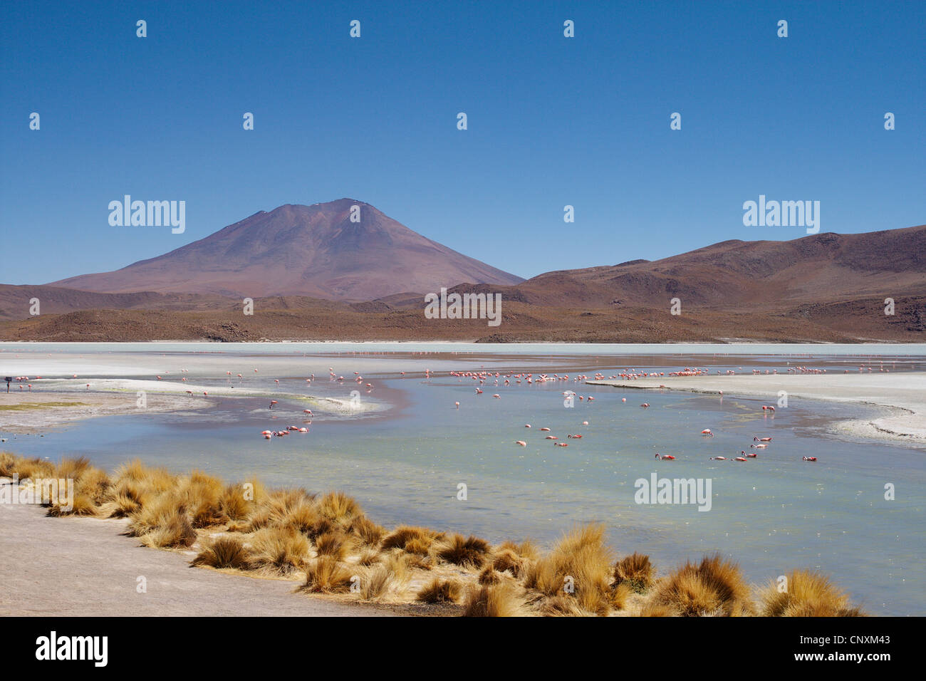 James's Flamingo, Puna Flamingo (Phoenicopterus jamesi), il lago Hedionda, Bolivia, Andes Foto Stock