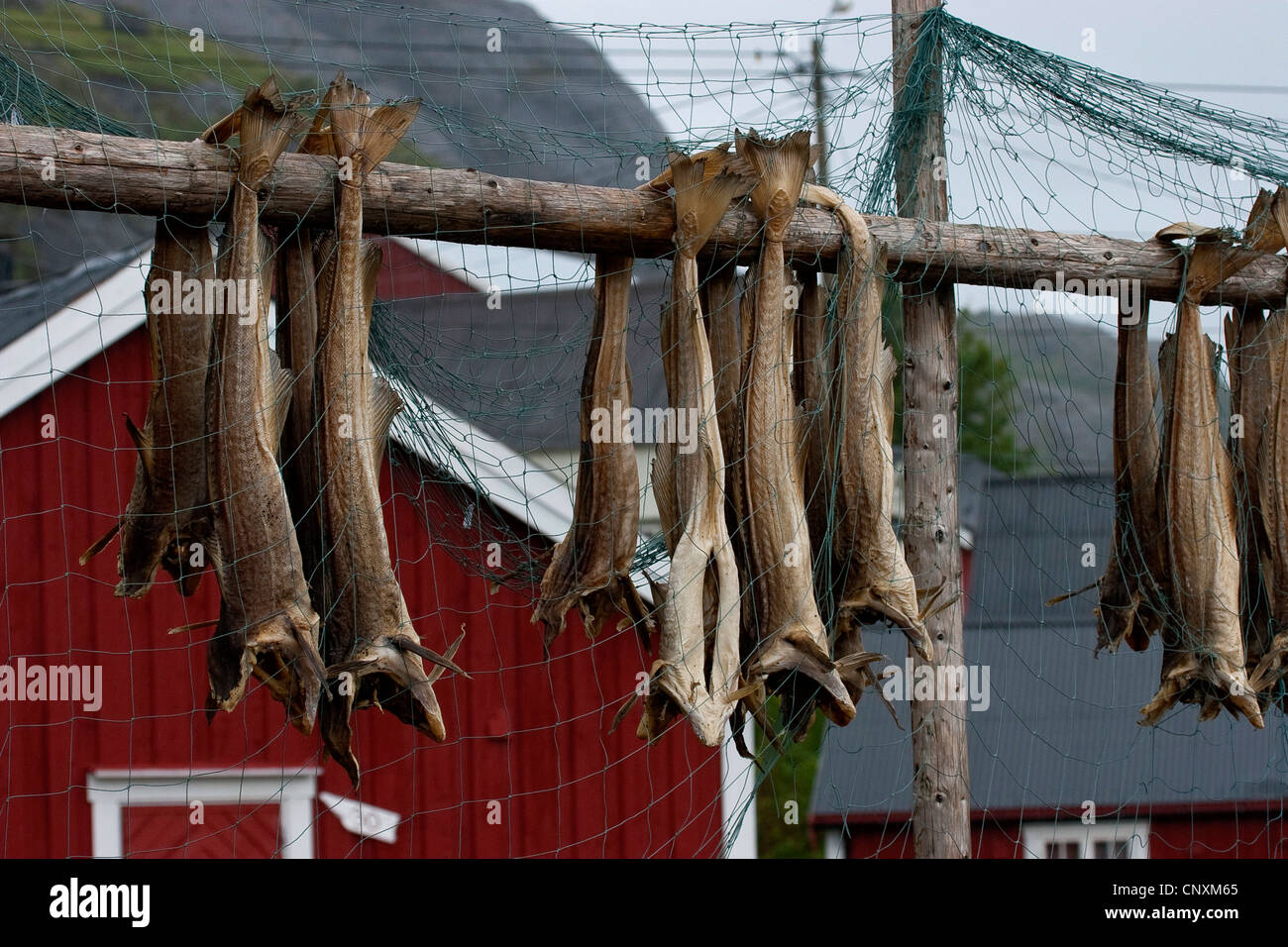 I pesci vengono essiccati in un porto marittimo, Norvegia, Isole Lofoten Foto Stock
