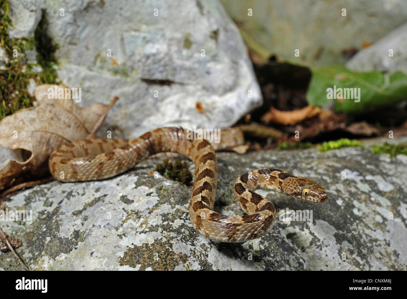 Cat snake, Europeo cat snake (Telescopus fallax), giacente su una roccia, Croazia, Istria, Kanfanar Foto Stock