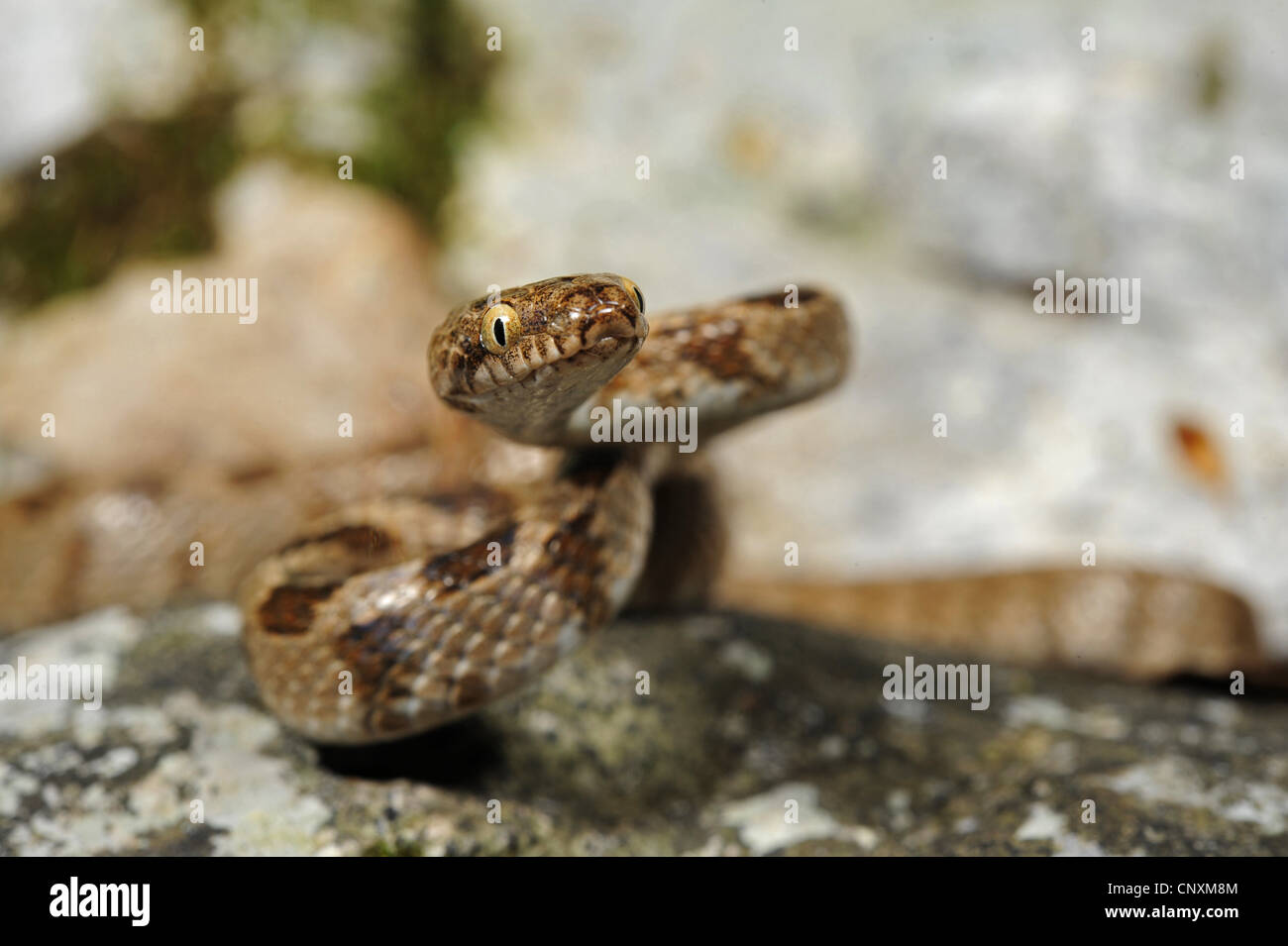 Cat snake, Europeo cat snake (Telescopus fallax), i capretti che mostra il comportamento defencive, Croazia, Istria, Kanfanar Foto Stock