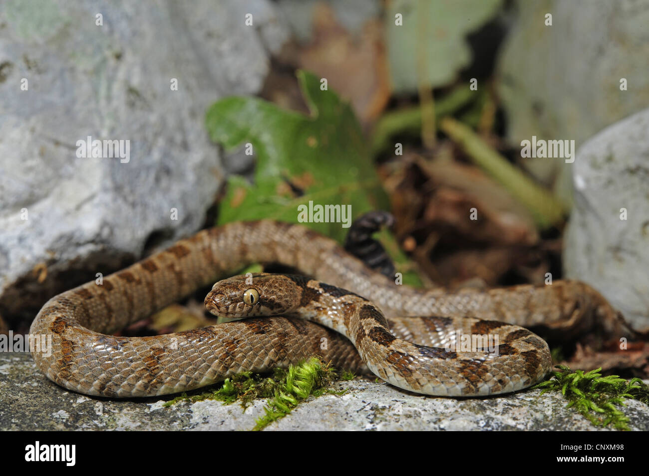 Cat snake, Europeo cat snake (Telescopus fallax), i capretti in appoggio su una roccia, Croazia, Istria, Kanfanar Foto Stock