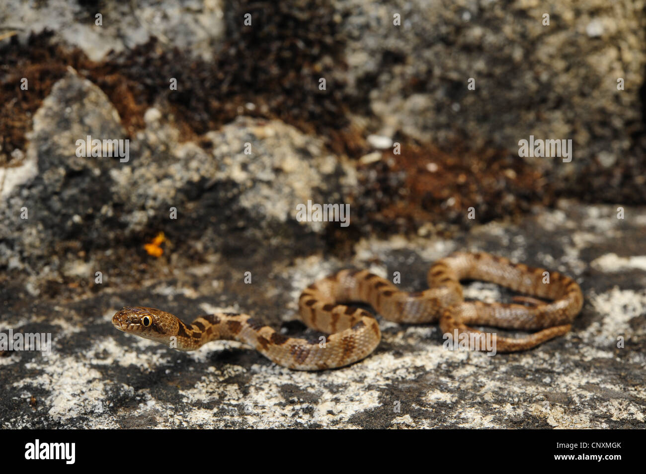Cat snake, Europeo cat snake (Telescopus fallax), capretti su una roccia, Croazia, Istria, Kanfanar Foto Stock
