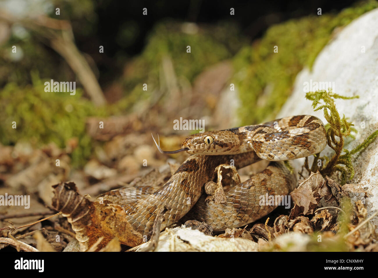 Cat snake, Europeo cat snake (Telescopus fallax), capretti su una roccia, Croazia, Istria, Dvigrad , Kanfanar Foto Stock