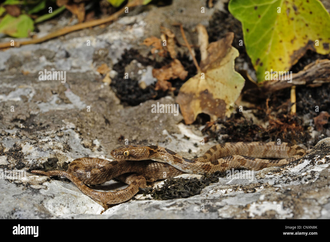 Cat snake, Europeo cat snake (Telescopus fallax), giacente su una roccia, Croazia, Istria, Dvigrad Foto Stock